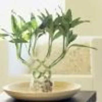 Organic Bamboo Plant